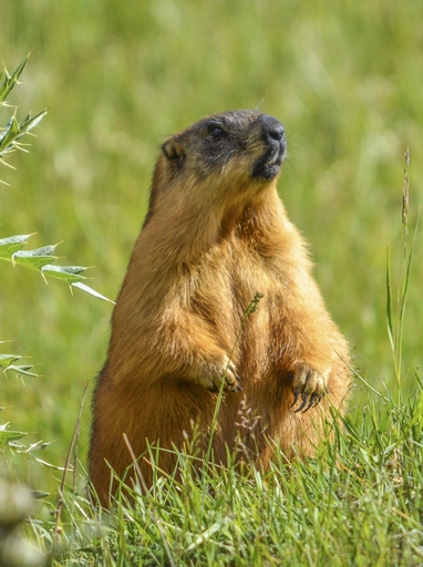 Marmota caudata – Длиннохвостый сурок